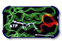 endocouv.jpg (21153 octets)